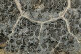 Impressive Promicroceras Ammonite Cluster - Somerset, England #176297-1